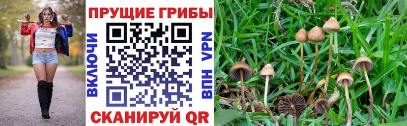 Галлюциногенные грибы Psilocybe  blacksprut как зайти  Можайск 